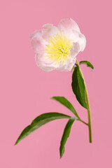 Elegant soft pink simple shape peony flower isolated on pink background.
