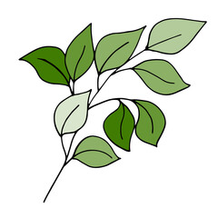 Green leaf isolated on white background. Vector illustration.