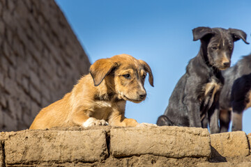 Cute stray dog puppy  on a wall in the Edfu temple, Egypt - obrazy, fototapety, plakaty