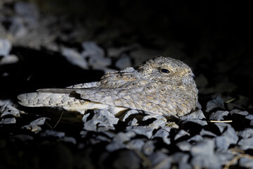 Sykes's nightjar or Caprimulgus mahrattensis observed in Greater Rann of Kutch