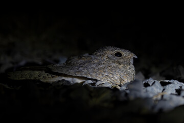 Sykes's nightjar or Caprimulgus mahrattensis observed in Greater Rann of Kutch