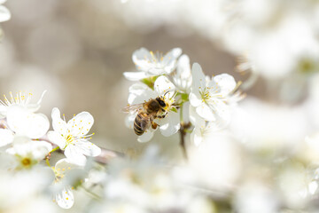 Bee on a flower of the white cherry blossoms. White flowers bloom in the trees. Spring landscape with blooming sakura tree. Beautiful blooming garden on a sunny day. Copy space for text.