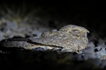Sykes's nightjar or Caprimulgus mahrattensis observed in Greater Rann of Kutch