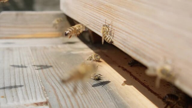 Honey bees fly into the hive, beekeeping concept. Slow motion