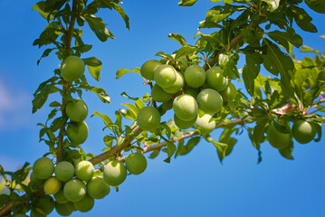 Unripe green plum tree branch. Plums cultivation, young fruits of plum tree. Green plums growing,...