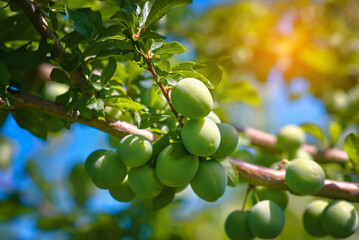 Plums cultivation, young fruits of plum tree. Green plums growing, plum hanging on tree branch. Unripe green plum tree branch. Green natural background with fruits.