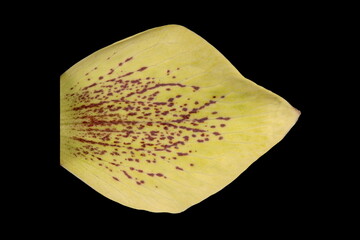 Lenten Rose (Helleborus orientalis). Petaloid Sepal Closeup