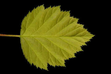 Hairy Cockspurthorn (Crataegus submollis). Leaf Closeup