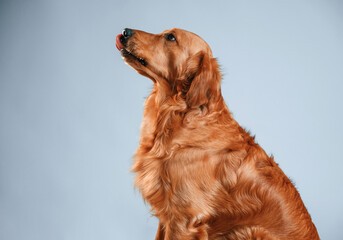 View from the side. Cute golden retriever dog is sitting indoors against white and blue colored background in the studio