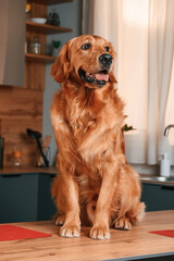 Sitting on the table. Cute Golden retriever dog is indoors in the kitchen