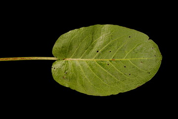 Broad-Leaved Dock (Rumex obtusifolius subsp. obtusifolius). Basal Leaf Closeup