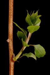 Hardy Kiwi (Actinidia arguta). Leafy Shoot Closeup