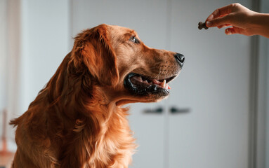 Woman is giving treats to the golden retriever dog indoors. Side view