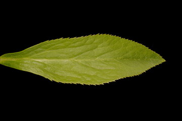 Lenten Rose (Helleborus orientalis). Leaf Lobe Closeup