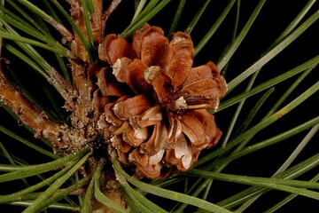 Mountain Pine (Pinus mugo). Mature Seed Cone Closeup