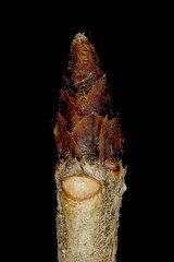 Mezereon (Daphne mezereum). Terminal Bud Closeup