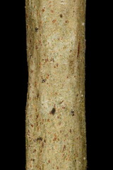 Mezereon (Daphne mezereum). Wintering Twig Detail Closeup