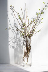 Tree branches with young green leaves in a transparent vase with shadows on a white background. Front view