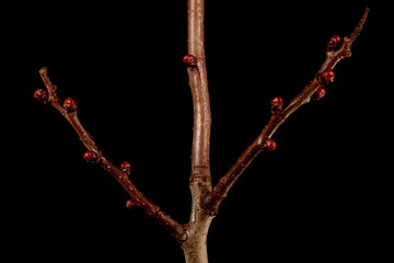 Fan-Leaved Hawthorn (Crataegus flabellata). Brachyblasts Closeup