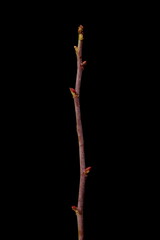 Apple Rose (Rosa villosa). Wintering Twig Closeup