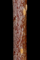 Mitschurin's Chokeberry (x Sorbaronia fallax). Wintering Twig Detail Closeup