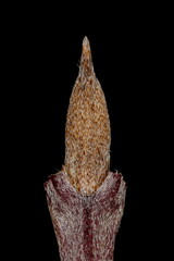 Cornelian Cherry (Cornus mas). Terminal Leaf Bud Closeup