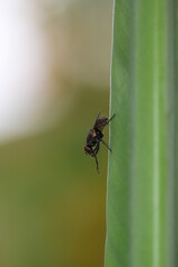 Eine Fliege auf dem Blatt einer Strelizie.