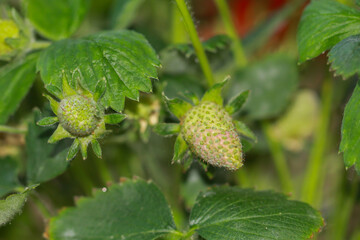 Zwei noch grüne Erdbeeren an einer Erdbeerpflanze. Erdbeeren gehören zu den Nüssen.