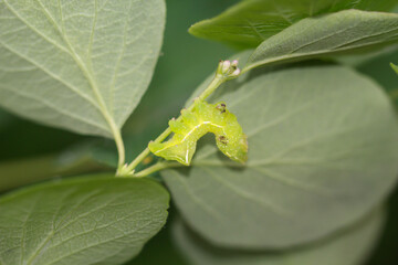 Die Raupe einer Pyramideneule, Amphipyra pyramidea auf einem Blatt.
