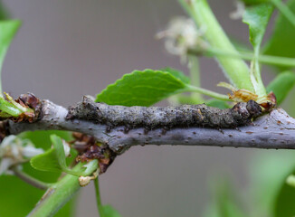 Vermutlich eine Raupe der Weißdorneule, eines Schmetterlings auf einem Ast.