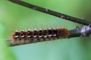 Die Raupe eine Goldafters an einer Pflanze. Eine Schmetterlingsraupe mit vielen Haaren.
