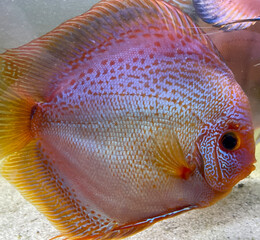 Portrait Aufnahme von Diskusfische im Aquarium, Amazonas Aquarium.
