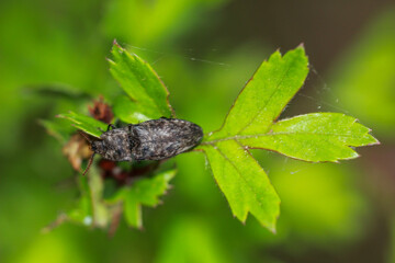 Auf einem Blatt ein Mausgrauer Schnellkäfer, Agrypnus murina sitzend.