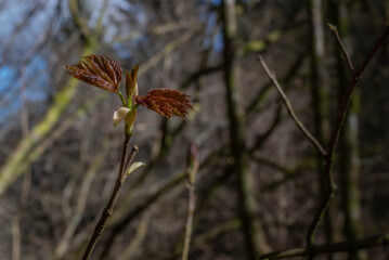 The spring awakens nature to life