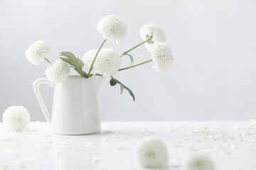 white chrysanthemums in jug on white background
