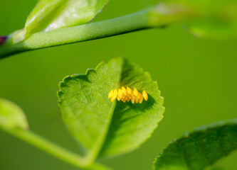 Auf der Unterseite eines Blattes sind viele gelbe Eier von Schmetterlinge oder anderen Insekten...