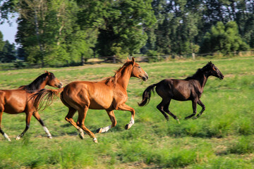 Obraz na płótnie Canvas Ein Pferd, eine Herde von Pferden, die auf einer Koppel grasen.