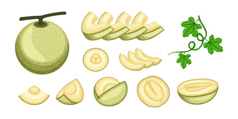 Set of melon fruit vector illustration in cartoon style. Healthy nutrition, organic food, vegetarian product.