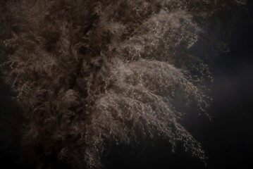 Pampas fronds against a dark background, standing in a vase
