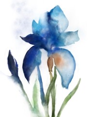 blue iris flower watercolour illustration 