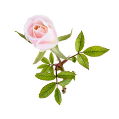 Light pink rose blossom on white background isolated on white background, as a gift for holiday card. Floral symbol of spring, heat and sun, png, DOF. Shallow depth of field