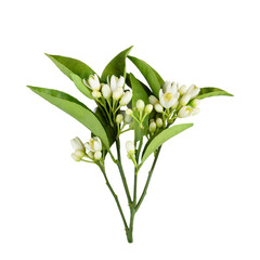 Blossoming branch of orange tree branch and flowers isolated on white background with clipping path. Full Depth of field. Focus stacking. PNG