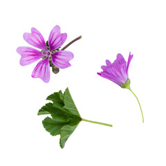 Stems of meadow grass with purple flowers isolated on white background with clipping path. Full Depth of field. Focus stacking. PNG