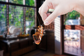 Hand holding cockroach with a kitchen background, eliminate cockroach in kitchen, Cockroaches as...