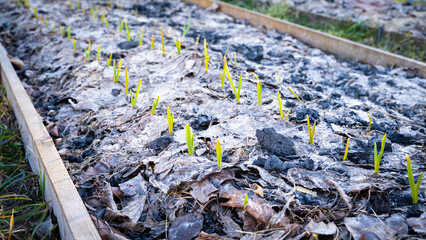 Green garlic sprouted through dry foliage in the spring in the garden. The first warm day and the plants begin to grow