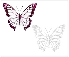collection of colorful butterflies. Vector art for coloring book page for kids. They will love it.