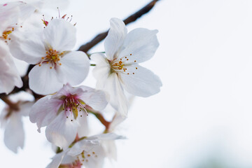 日本文化の象徴である春の桜、透ける花びらたち
