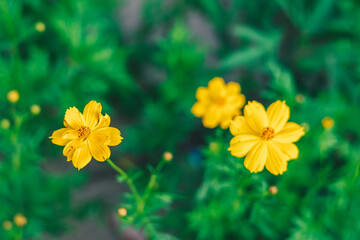 Yellow flowers in the garden with green background