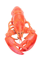 Lobster isolated on white