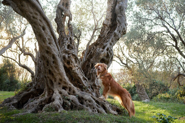 dog near the olive tree. Nova Scotia duck tolling retriever in nature. Toller on a walk in the green park at sunset